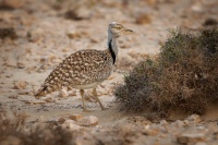 Drop hrivnaty - Chlamydotis undulata - Houbara Bustard o1656